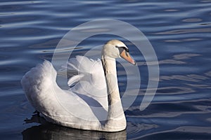 Mute swan swim ahead. Elegant bird shows it`s wings.