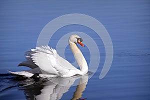 Mute Swan swimming