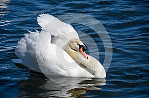 Mute swan swimming