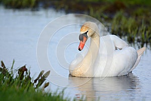 Mute swan swimming in ditch