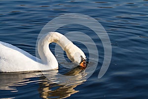 Mute Swan Swimming and Drinking