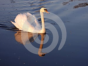 Mute swan swimming on evening lake