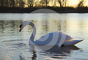 Mute swan swimming on a lake