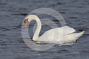 Mute Swan swimming on a lake