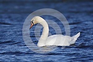 Mute Swan swimming on a lake