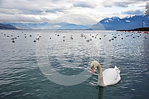 The Mute Swan swimming in lake Geneva