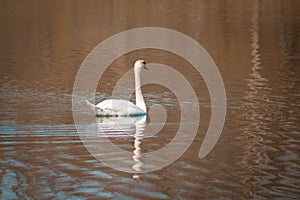 Mute Swan swimming on a lake in Grand Rapids Michigan