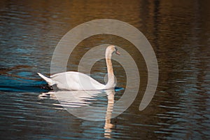 Mute swan swimming in a lake in Grand Rapids Michigan