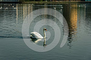 A mute swan is swimming in the lake in the park Pildammsparken in MalmÃ¶, Sweden, on a cold spring day