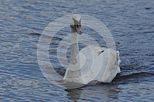 Mute swan swimming on the lake, river. A snow-white bird with a long neck, forming a loving couple and caring family