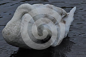 Mute swan swimming on the lake, river. A snow-white bird with a long neck, forming a loving couple and caring family