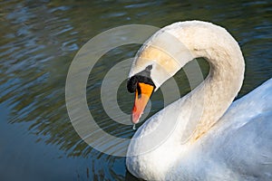 Mute Swan swimming on lake in Rome Georgia.