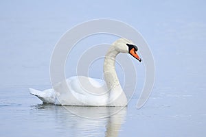 Mute swan swimming in a pond in the winter season