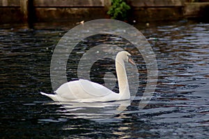 A mute swan swimming in a river