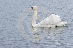 A mute swan swimming on the River Itchen