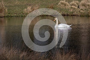 A mute swan swimming on a small pool