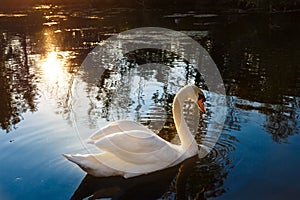 Mute swan