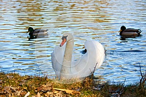 Mute swan swimming on the water. Large white bird. Elegant with splendid plumage