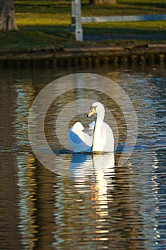 Mute swan swimming on the water. Large white bird. Elegant with splendid plumage