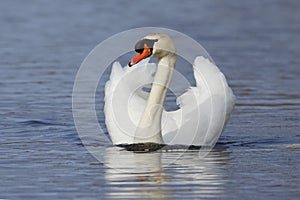 Mute Swan swimming with wings extended