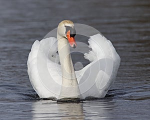 Mute Swan swimming with wings extended