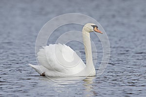 Mute Swan swimming with wings extended