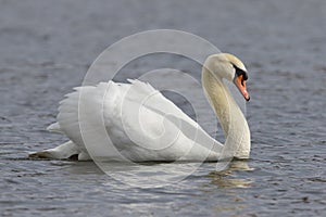 Mute Swan swimming with wings extended