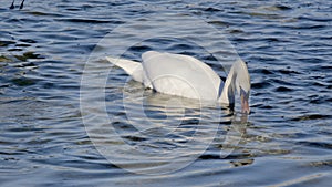 mute swan swims on the blue colored lake and fights with mediterranean gulls for food, in the sunset, without people