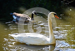 A mute swan swims on a lake with a Canada goose behind