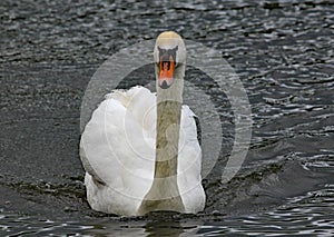 A mute swan swims on a lake
