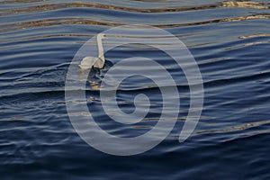 Mute swan swims among the shimmering waves of the lake