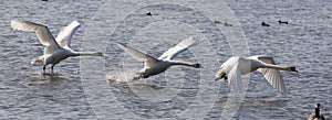 Mute Swan Take-Off photo