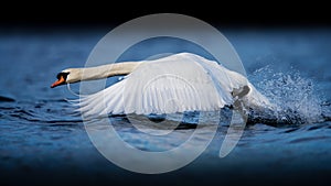 Mute Swan Taking off on Blue Water