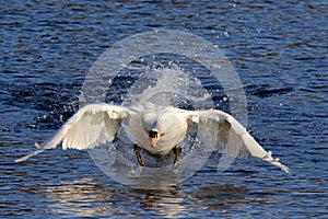 Mute Swan Taking Off