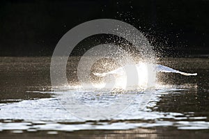 A mute swan taking off from a lake with full speed.