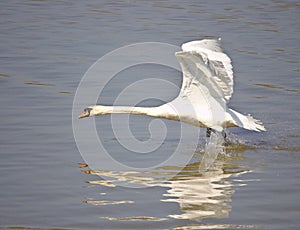 Mute swan taking off from the water