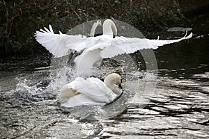 Mute swan territory dispute