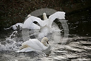 Mute swan territory dispute