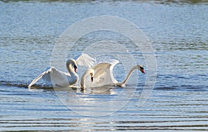 Mute swan. A third swan intervened in the fight between two swans and saved the weaker one