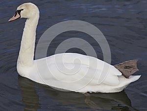 The mute swan unordinary swimming photo