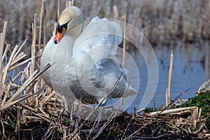 The mute swan is a very large white waterbird. It has a long S-shaped neck and an orange bill with a black base and a black knob.