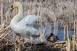 The mute swan is a very large white waterbird. It has a long S-shaped neck and an orange bill with a black base and a black knob.