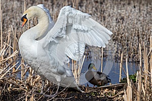 The mute swan is a very large white waterbird. It has a long S-shaped neck and an orange bill with a black base and a black knob.