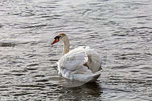 A Mute Swan on the Water