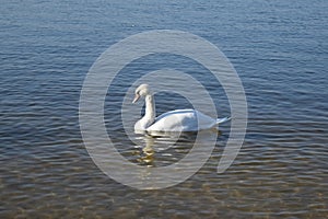 Mute swan swims in the lake.