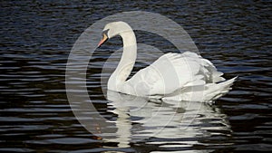 Mute swan in water.