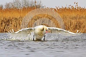 Mute swan on the water quickly runs revealing wings