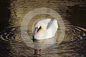 Mute swan in water with ripples around
