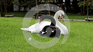 Mute Swan White and Black Swan