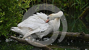 Mute swan who cleans his feathers and rests on the lake